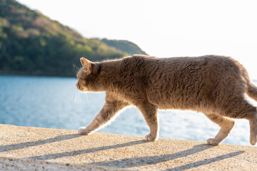 防波堤を行く猫
