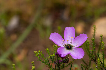 Close-up of a pink flower of Drosera cistiflora, a carnivorous plant, with copyspace, view from side