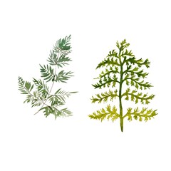 Green plant leaves branch set sketch watercolor 