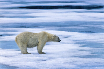 Obraz na płótnie Canvas Polar bear in arctic standing on the melting ice
