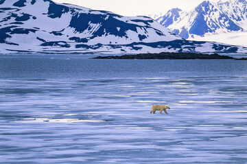 Polar bear walking on the ice in the coast of Svalbard