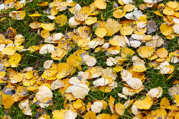 Beautiful autumn leaves on grass. The bright colors of fall. Blurred image, selective focus