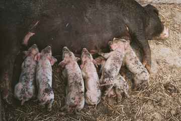 Freshly born baby pigs drink milk at your pig mother