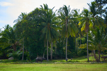 Obraz premium A green palm plantation by the sea with a buffalo grazing in it