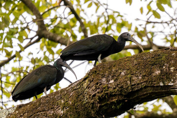 Naklejka premium Green ibis (Mesembrinibis cayennensis) in Colombia