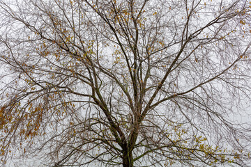 Elm, tree in late autumn with few leaves on its branches. Ulmus.