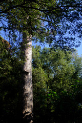 Obraz premium High and long wood log of a Mediterranean pine tree in a forest