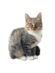 Obraz premium cat, PNG