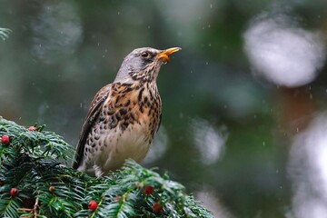 sparrow on a branch birds 