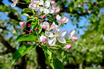 Close up of a branch with delicate white apple tree flowers in full bloom with blurred background in a garden in a sunny spring day, beautiful Japanese cherry blossoms floral background, sakura