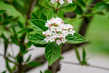 Shrub with many delicate white flowers of Viburnum carlesii plant commonly known as arrowwood or Korean spice viburnum in a garden in a sunny spring day, beautiful floral background.