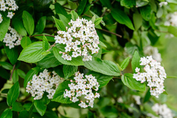 Shrub with many delicate white flowers of Viburnum carlesii plant commonly known as arrowwood or Korean spice viburnum in a garden in a sunny spring day, beautiful floral background. - obrazy, fototapety, plakaty