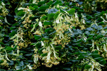 Small linden leaves and delicate yellow flowers on tree branches in a garden in a sunny spring day, beautiful outdoor floral background photographed with soft focus.