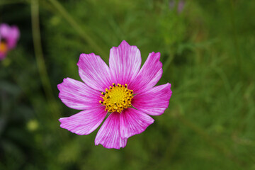 Fototapeta premium Beautiful spring flowers in the garden on a sunny summer day, Lodz, Poland.