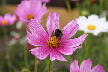 Beautiful spring flowers in the garden on a sunny summer day, Lodz, Poland.