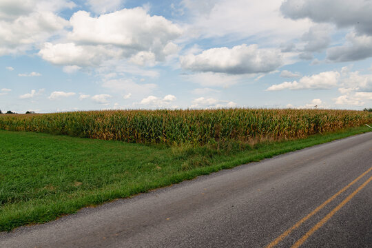 corn field next to road with sky and clouds background