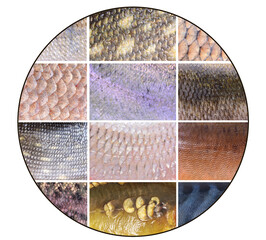 Fish scale texture collage © valeriy555