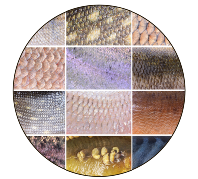 Fish scale texture collage