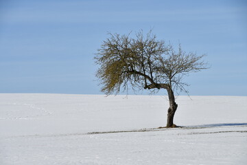 Alter schräger Baum in Schneelandschaft vor blauem Himmel