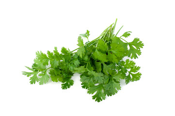 Coriandrum sativum isolated on white background.spice vegetables