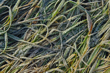 Beautiful frost on the grass. Texture of frozen green grass covered with hoarfrost. Frozen meadow grass. First morning frost.