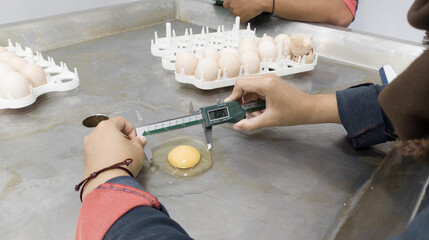 A quality control is measuring the diameter of chicken egg albumin using a digital vernier caliper.