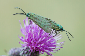 two butterflies copulation