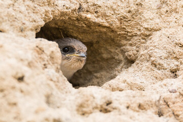 sand martin on the nest, bank swallow, collared, riparia riparia