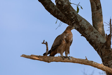 The tawny eagle is a large bird of prey.  Tanzania.