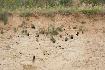 nesting colony of sand martins and bee-eaters