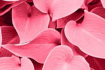 Color of year 2023.Viva magenta. Big leaves background