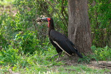Bucorve du Sud, Grand calao terrestre, Bucorvus leadbeateri, Southern Ground Hornbill