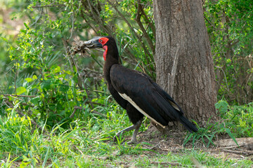 Bucorve du Sud, Grand calao terrestre, Bucorvus leadbeateri, Southern Ground Hornbill