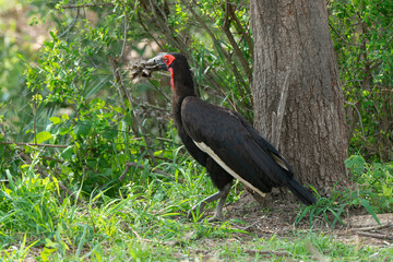 Bucorve du Sud, Grand calao terrestre, Bucorvus leadbeateri, Southern Ground Hornbill