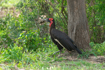 Bucorve du Sud, Grand calao terrestre, Bucorvus leadbeateri, Southern Ground Hornbill