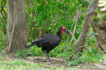 Bucorve du Sud, Grand calao terrestre, Bucorvus leadbeateri, Southern Ground Hornbill