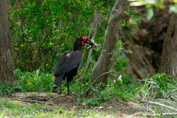 Bucorve du Sud, Grand calao terrestre, Bucorvus leadbeateri, Southern Ground Hornbill