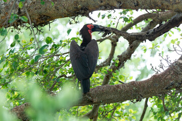 Bucorve du Sud, Grand calao terrestre, Bucorvus leadbeateri, Southern Ground Hornbill