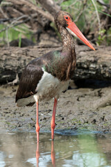 Cigogne noire,.Ciconia nigra, Black Stork