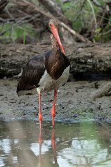 Cigogne noire,.Ciconia nigra, Black Stork