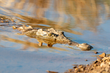 Crocodile du Nil , Crocodylus niloticus, Afrique du Sud