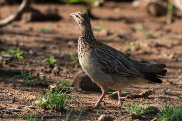 Francolin huppé,.Ortygornis sephaena, Crested Francolin, Peliperdix sephaena