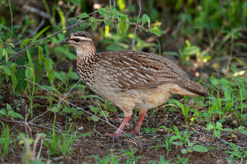 Fototapeta premium Francolin huppé,.Ortygornis sephaena, Crested Francolin, Peliperdix sephaena