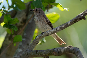 Gobemouche gris,.Muscicapa striata, Spotted Flycatcher