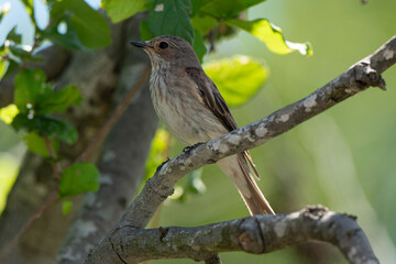 Gobemouche gris,.Muscicapa striata, Spotted Flycatcher