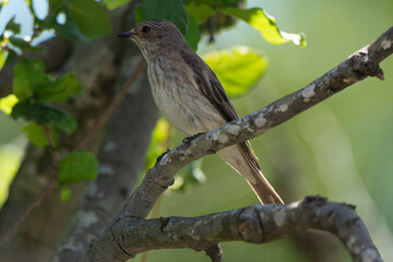 Gobemouche gris,.Muscicapa striata, Spotted Flycatcher