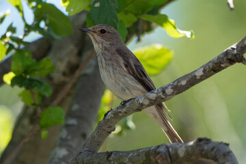 Gobemouche gris,.Muscicapa striata, Spotted Flycatcher
