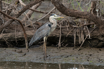 Héron cendré, Ardea cinerea, Grey Heron
