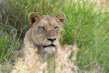lion, femelle, lionne, Panthera leo, Afrique