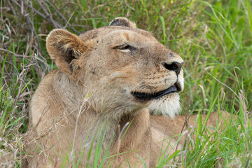 lion, femelle, lionne, Panthera leo, Afrique